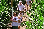 A new maze and more each year through a 10-acre corn field - Cherry-Crest Farm, Paradise, PA