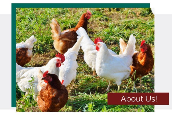 Sun Hill Barns Image For Lancasterpa.com Fern And Fountain Wedding Photography - Lancaster, Pa