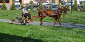 Horse-drawn Amish lawn mower.