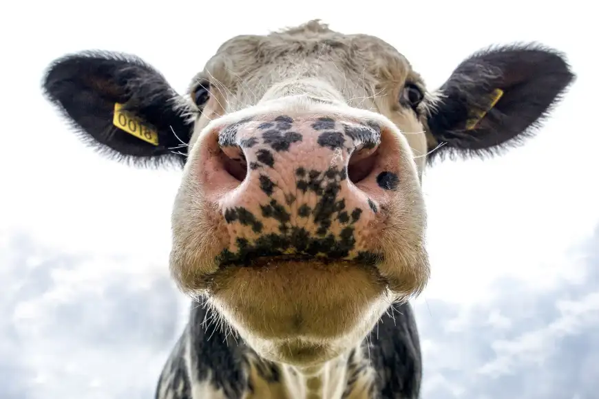 Close-up of a dairy cow at The Amish Village farm in Lancaster PA, Amish country animal experience