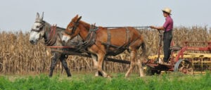 Amish farmer with two mule team