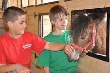 Lil’ Country Store & Miniature Horse Farm