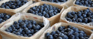 Blueberries