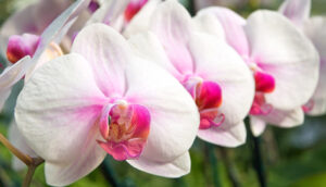 Longwood Gardens
