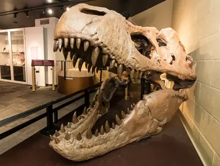 T-Rex skull fossil on display at North Museum of Nature and Science exhibits in Lancaster PA