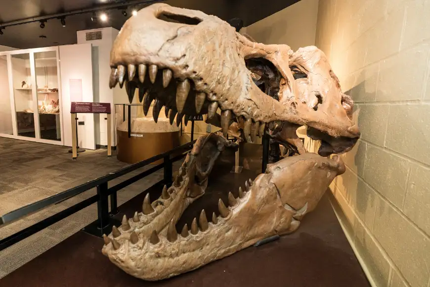 T-Rex skull fossil on display at North Museum of Nature and Science exhibits in Lancaster PA