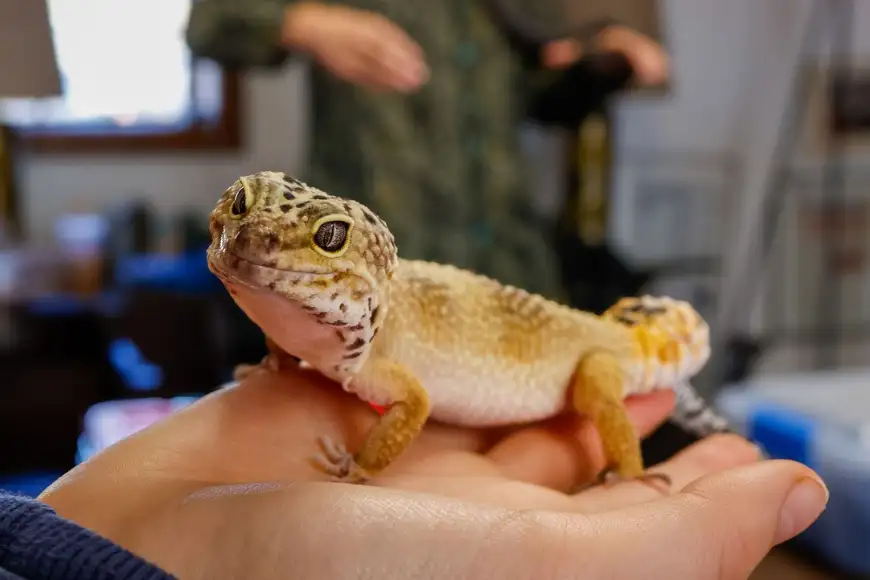 Child holding a leopard gecko at the North Museum live animals exhibit in Lancaster PA