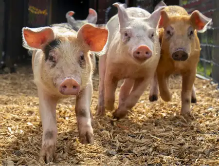 Piglets running through straw at Corn Cob Acres, Lancaster PA