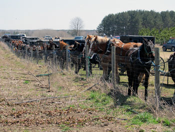 Becoming Amish - Horses