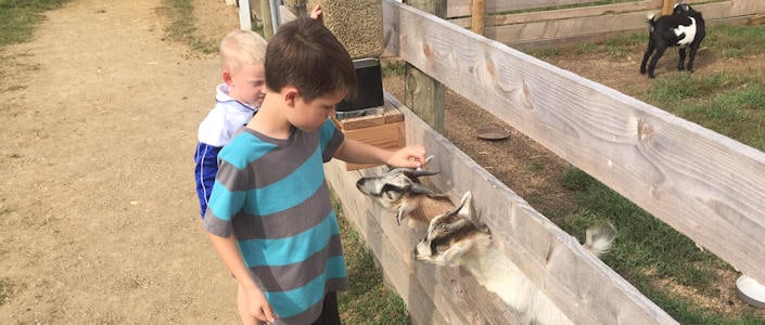 Petting Goats At Lil' Country Store - Strasburg, Pa