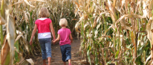 corn-maze