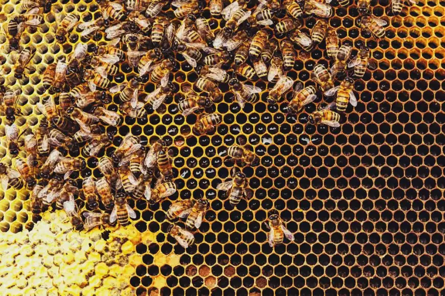 Honeybee hive and honeycomb close-up, bee and wasp removal services in Lancaster PA by Akita Pest Control