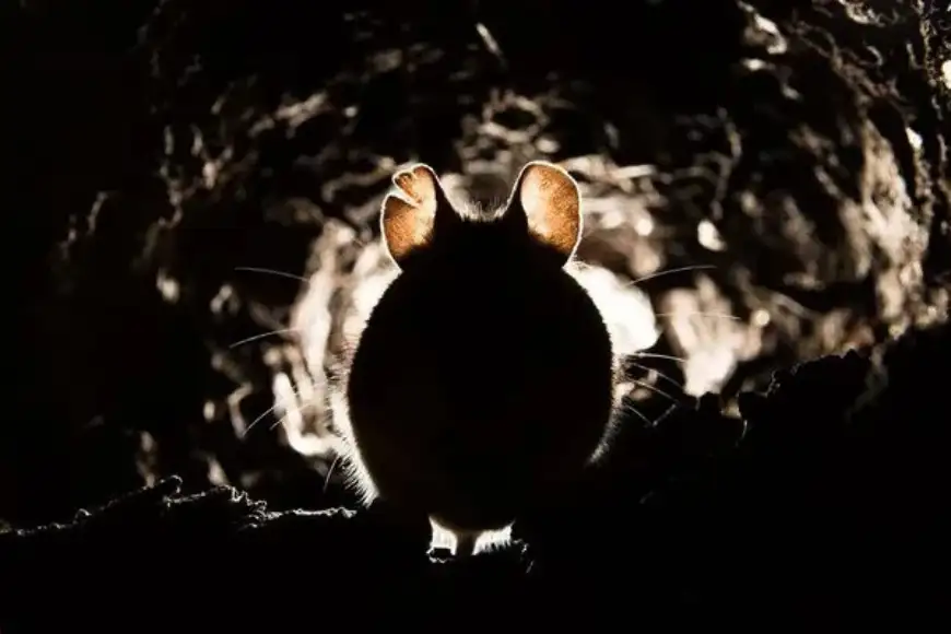 Mouse peering out of a hole in a wall, rodent control and exclusion services in Lancaster PA by Akita Pest Control