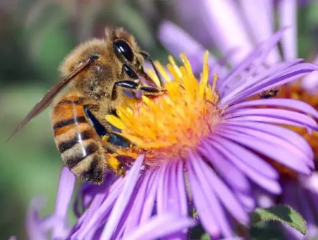 Close-up of a honeybee on a purple flower, bee removal and pest control services in Lancaster PA by Akita Pest Control