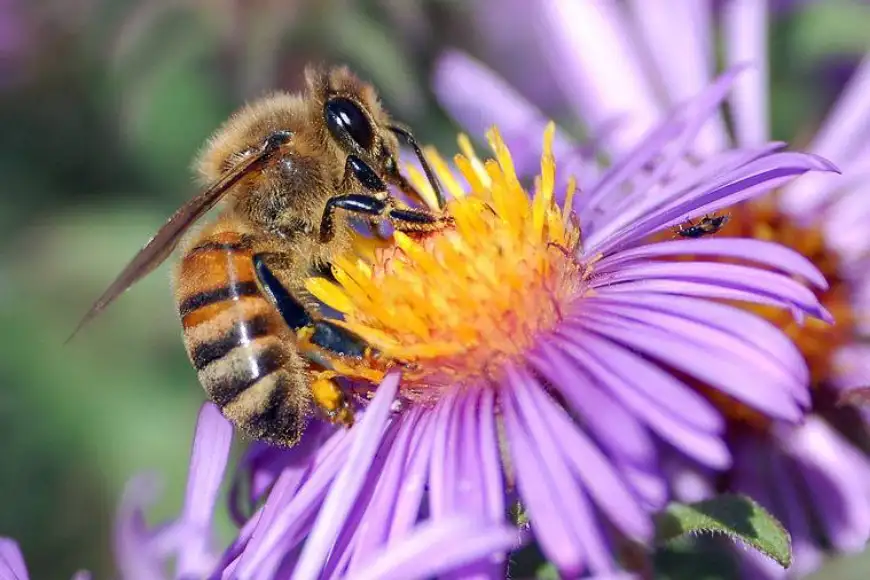 Close-up of a honeybee on a purple flower, bee removal and pest control services in Lancaster PA by Akita Pest Control