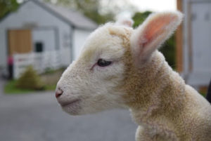 Amish Farm &Amp; House - Lancaster, Pa