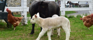 Amish Farm & House - Lancaster, PA