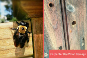 An Image Representing Spring &Amp; Summer Pests In Lancaster  In Lancaster County, Pa
