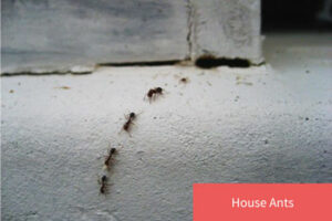 Akita Pest Control - Lancaster, Pa