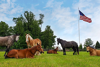 Horseback Riding At Stone Gables Estate - Elizabethtown, Pa