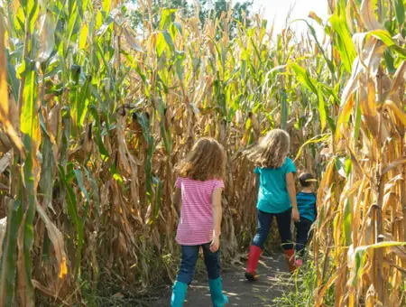 Kids walking through a fall corn maze at Oregon Dairy Farmstead in Lancaster PA