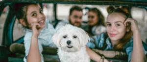 Keystone Puppies - Lancaster County, PA