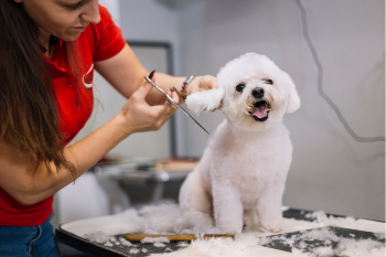 Keystone Puppies - Lancaster County, Pa