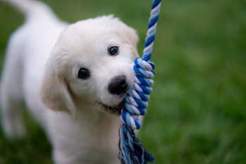 Keystone Puppies - Lancaster County, Pa
