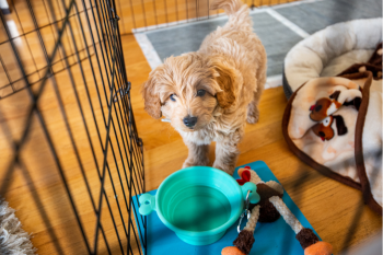 Keystone Puppies - Lancaster County, Pa