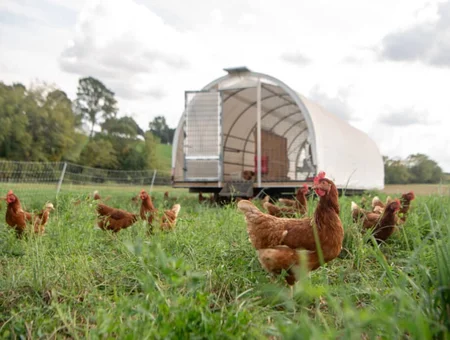Free-range chickens grazing near mobile coop on pasture by Happy Farmer in Lancaster PA
