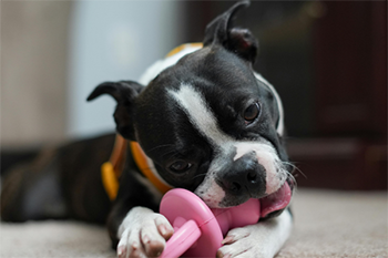 Keystone Puppies - Lancaster County, Pa