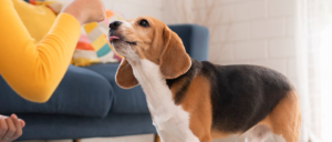 Keystone Puppies - Lancaster County, PA