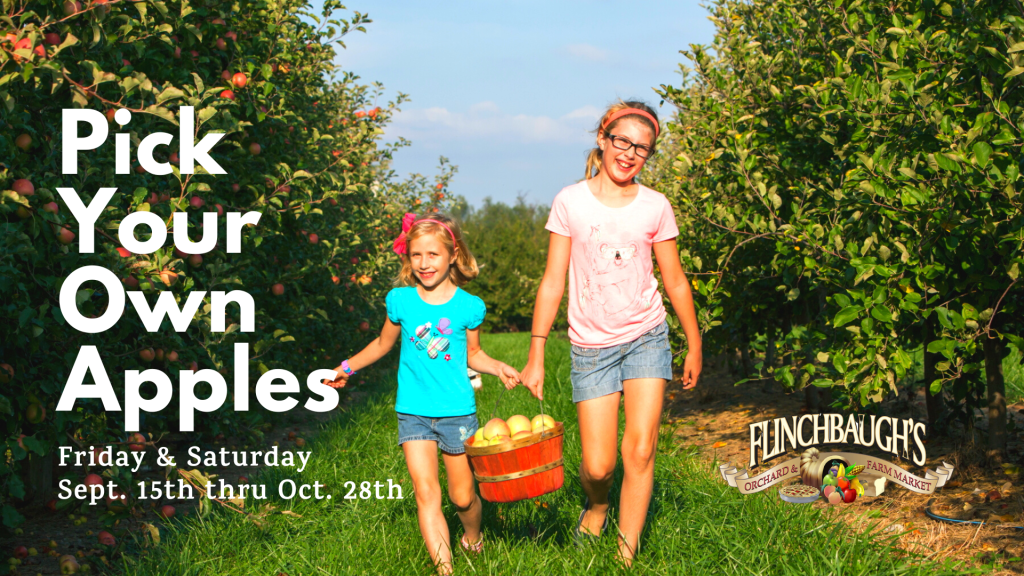 An Image Representing Harvest Saturdays At Flinchbaugh'S Orchard In Lancaster County, Pa