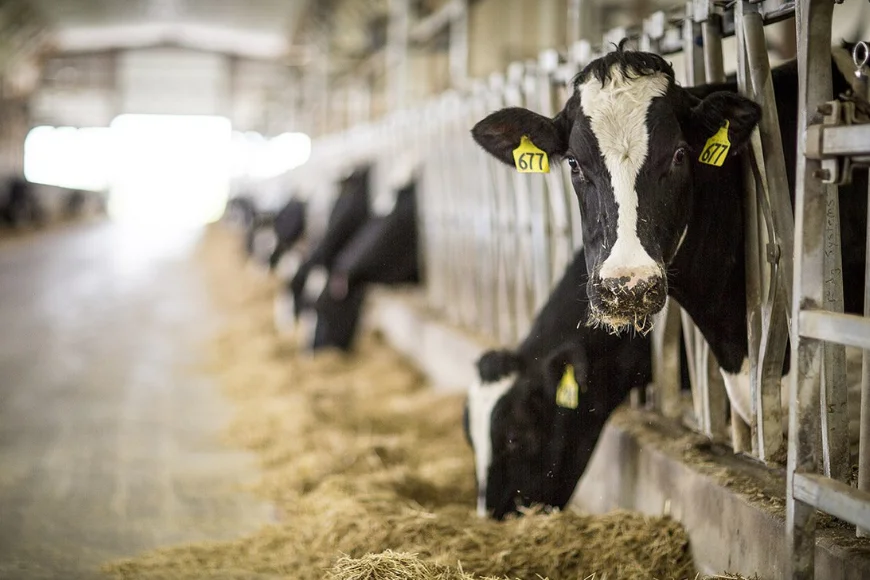 Dairy cows feeding in a barn stall at Kreider Farms in Lancaster PA