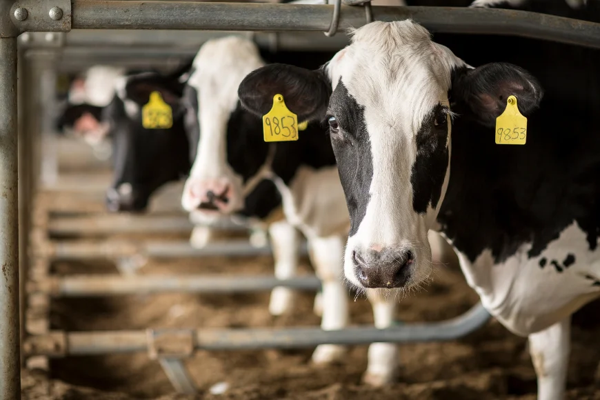 Line of dairy cows facing the camera in a stall at Kreider Farms in Lancaster PA
