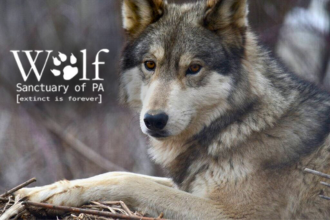 Wolf Sanctuary of PA