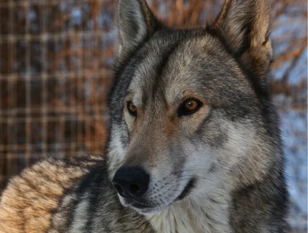 Wolf Sanctuary of PA rescued gray wolf close up portrait at wildlife sanctuary in Lancaster PA