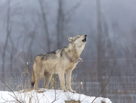 Wolf Sanctuary of PA white wolf howling in winter enclosure at Lancaster PA wildlife rescue