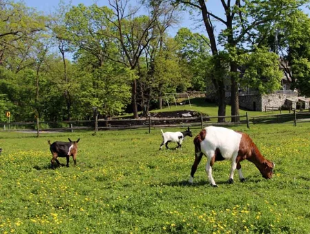 Goats grazing in field with farmhouse in background at Rocky Acre Farm Bed and Breakfast in Lancaster PA