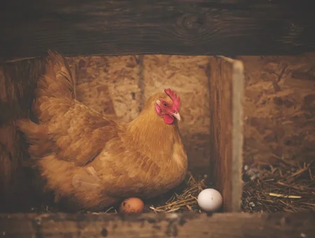 Brown hen sitting with fresh eggs in nesting box at Neffdale Farm of Paradise in Lancaster PA