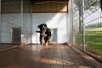 The Dog Kennel Collection - Lancaster County, Pa