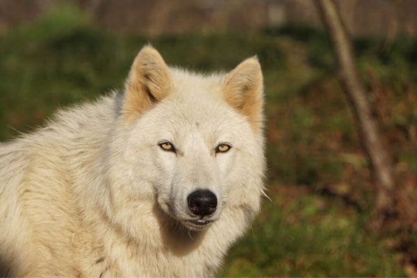 Wolf Sanctuary - Lititz, PA
