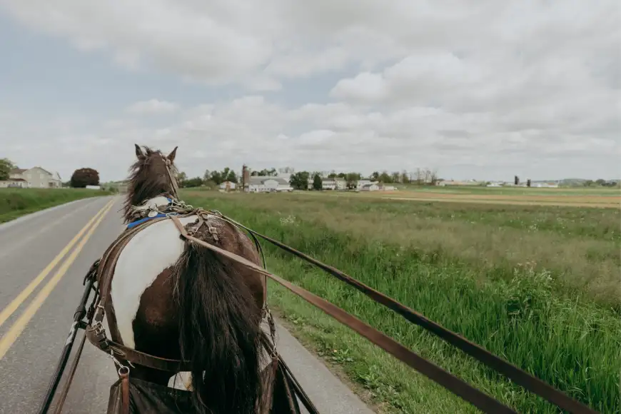 Aaron & Jessica's Buggy Rides in Bird-in-Hand, PA