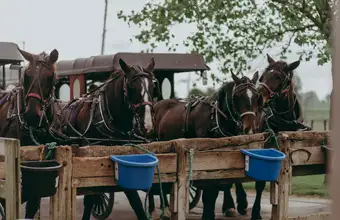 Aaron & Jessica's Buggy Rides in Bird-in-Hand, PA