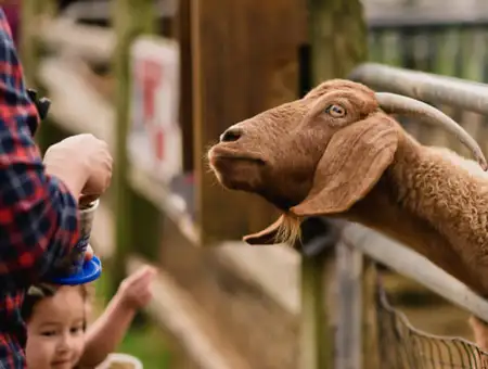 Cherry Crest Adventure Farm - Strasburg, PA
