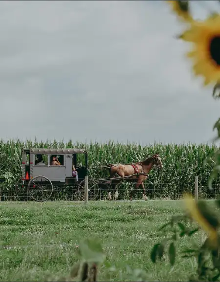 Amish horse and buggy passing a cornfield with sunflowers in Lancaster County PA