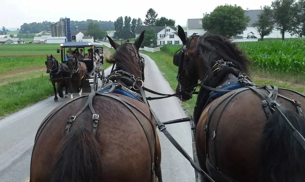 Amish buggy ride through Lancaster County farmland with horse-drawn carriages on a rural country road