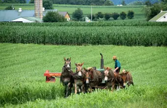 Amish farmer working fields with mule team in Lancaster County PA