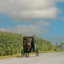Amish All Around buggy riding down a Lancaster County PA road through cornfields