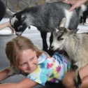 Child doing goat yoga with baby goats at The Amish Farm and House in Lancaster PA